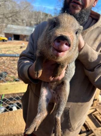 Craigslist piglets - Yorkshire, Old Spot cross piglets available. About 50lbs, born at the end of June. 4 males and 2 females $50 each or $200 for all 6 Piglets - farm & garden - by owner - sale - craigslist 